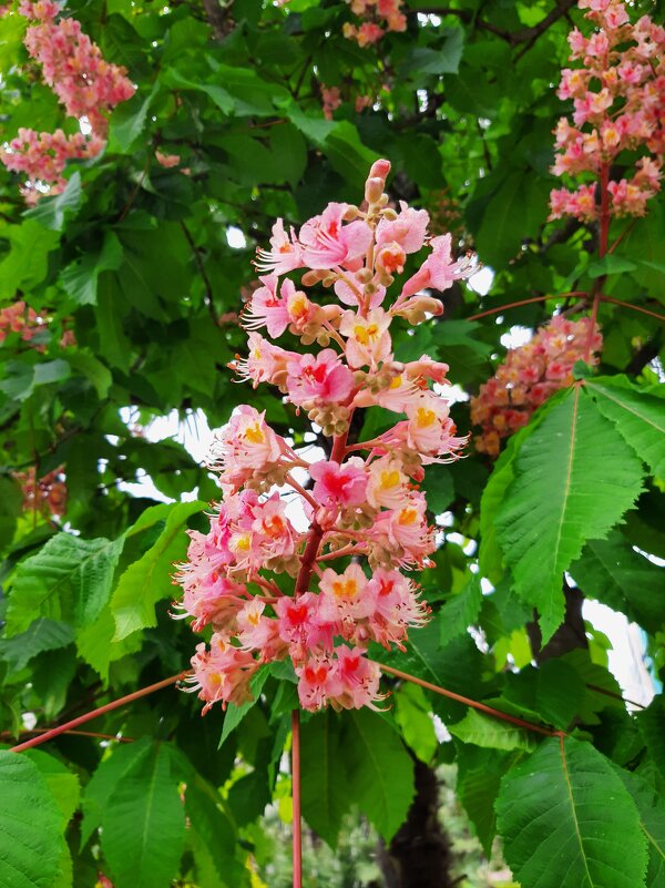 Конский каштан мясо-красный - Tata Wolf Конский каштан мясо-красный - Tata Wolf