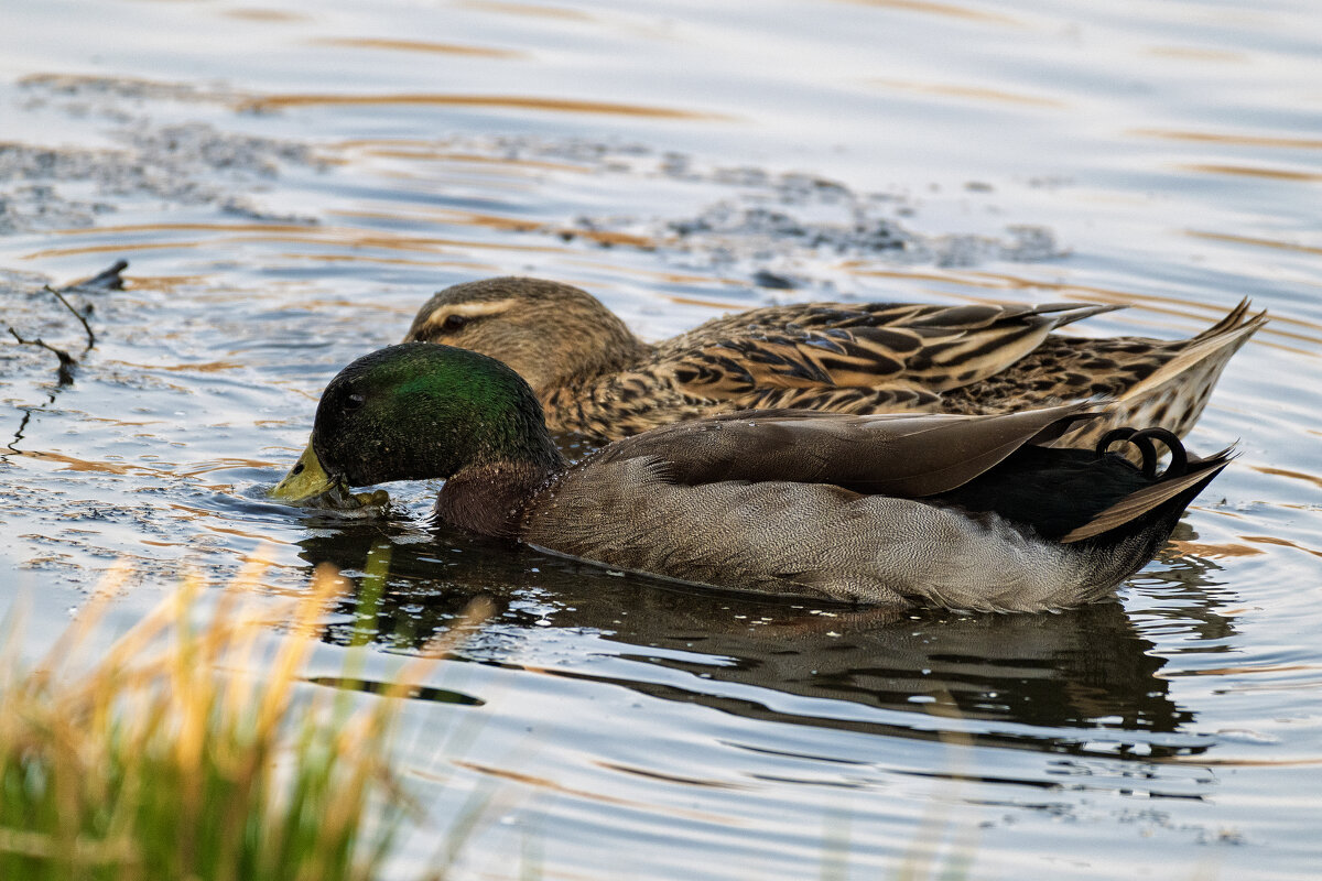 Утки_2 - Alexandr Khizhniak