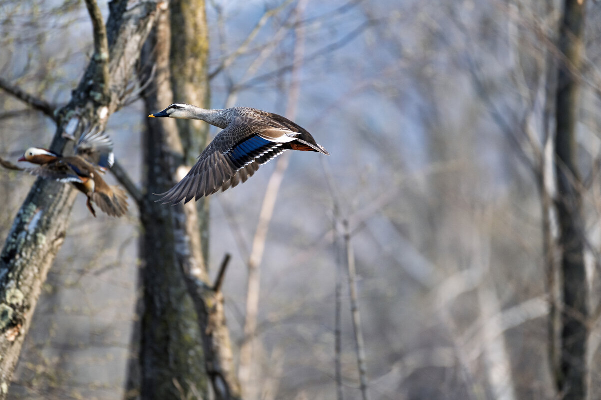 УТКИ_5 - Alexandr Khizhniak