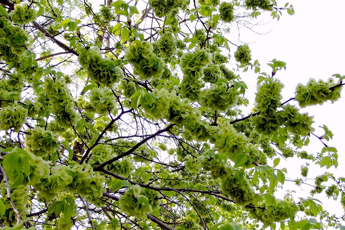 Вяз - Фёдор Меркурьев Вяз - Фёдор Меркурьев