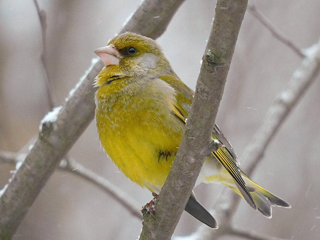 Зеленушка - Лина Зеленушка - Лина