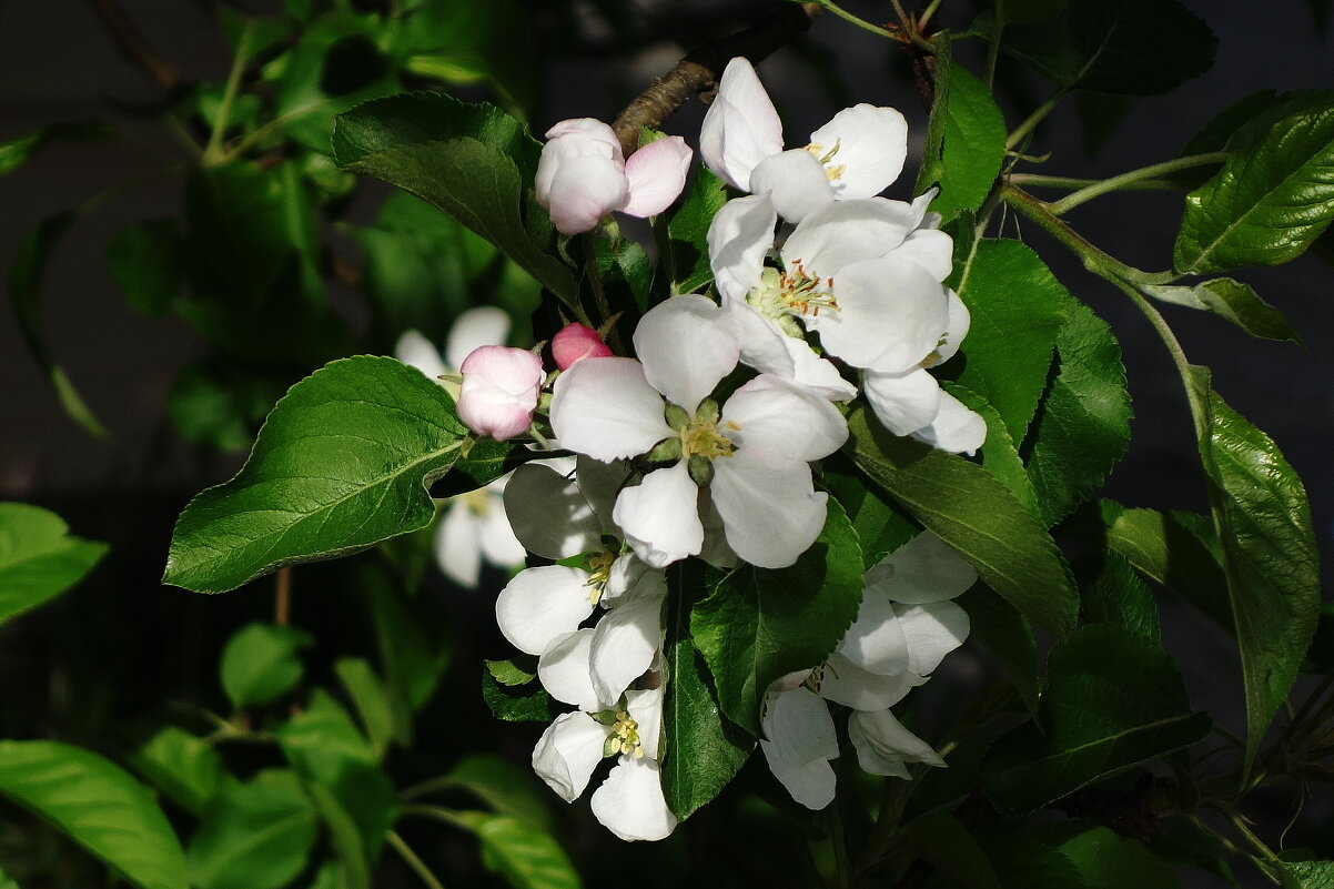 Цветет Яблоня - Рита Симонова Цветет Яблоня - Рита Симонова