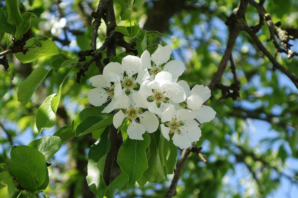 Цветет Груша - Рита Симонова
