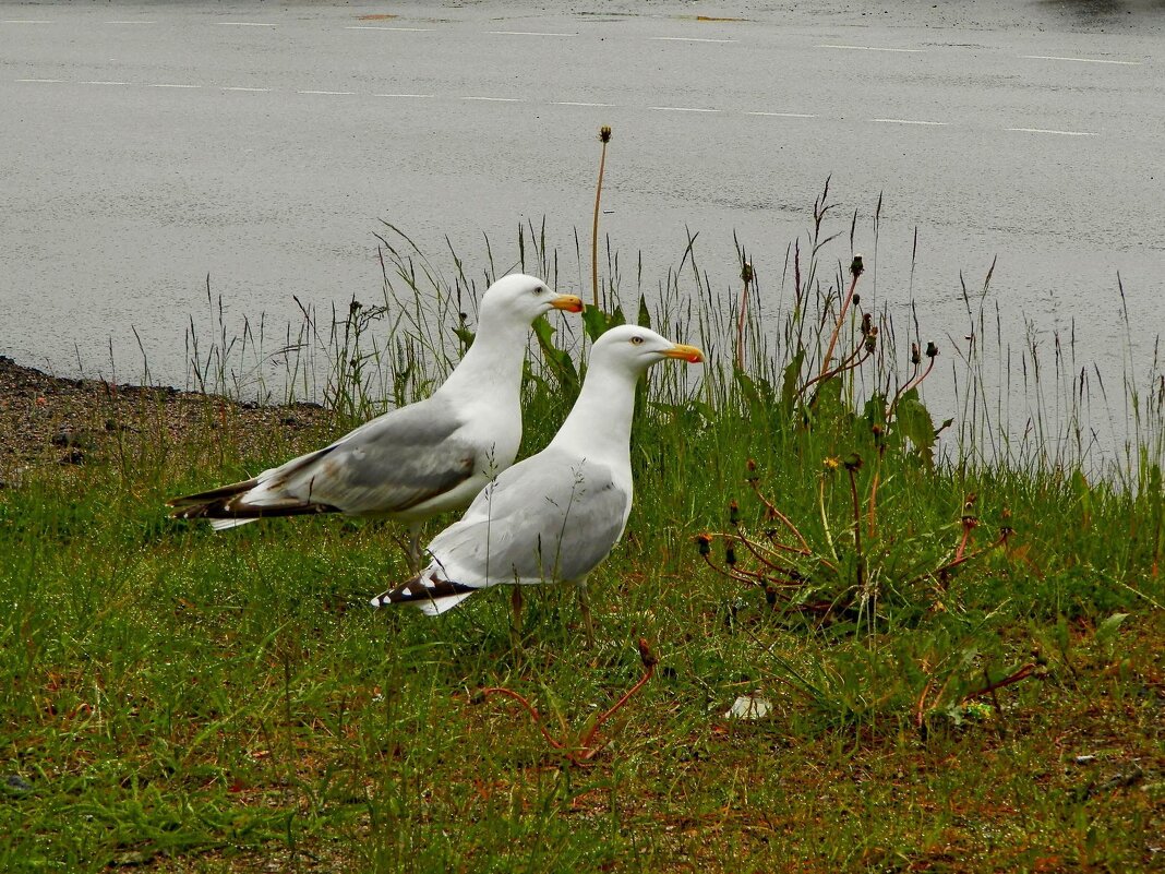 Чайки у городской трассы - Сергей Швечков Чайки у городской трассы - Сергей Швечков