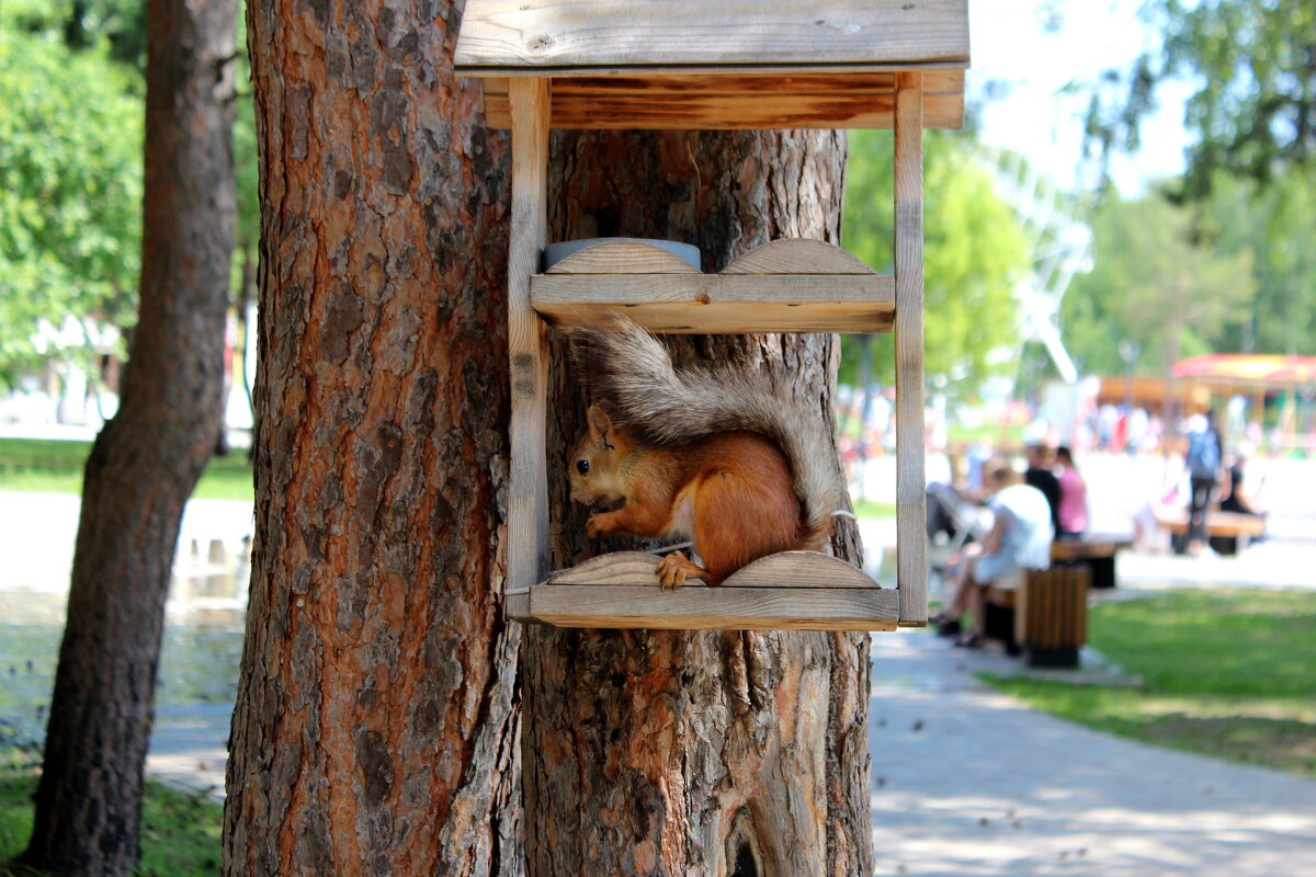 Белка в "коробочке" - Марсель Валеев