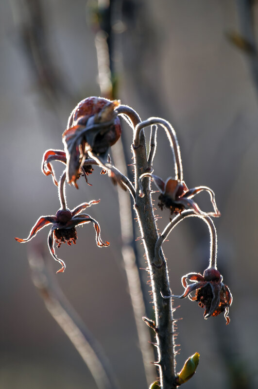 Сухоцвет - Lyubov Busova