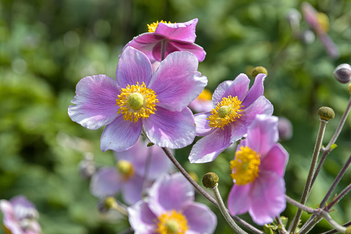 Цветочек - Валерий Пославский