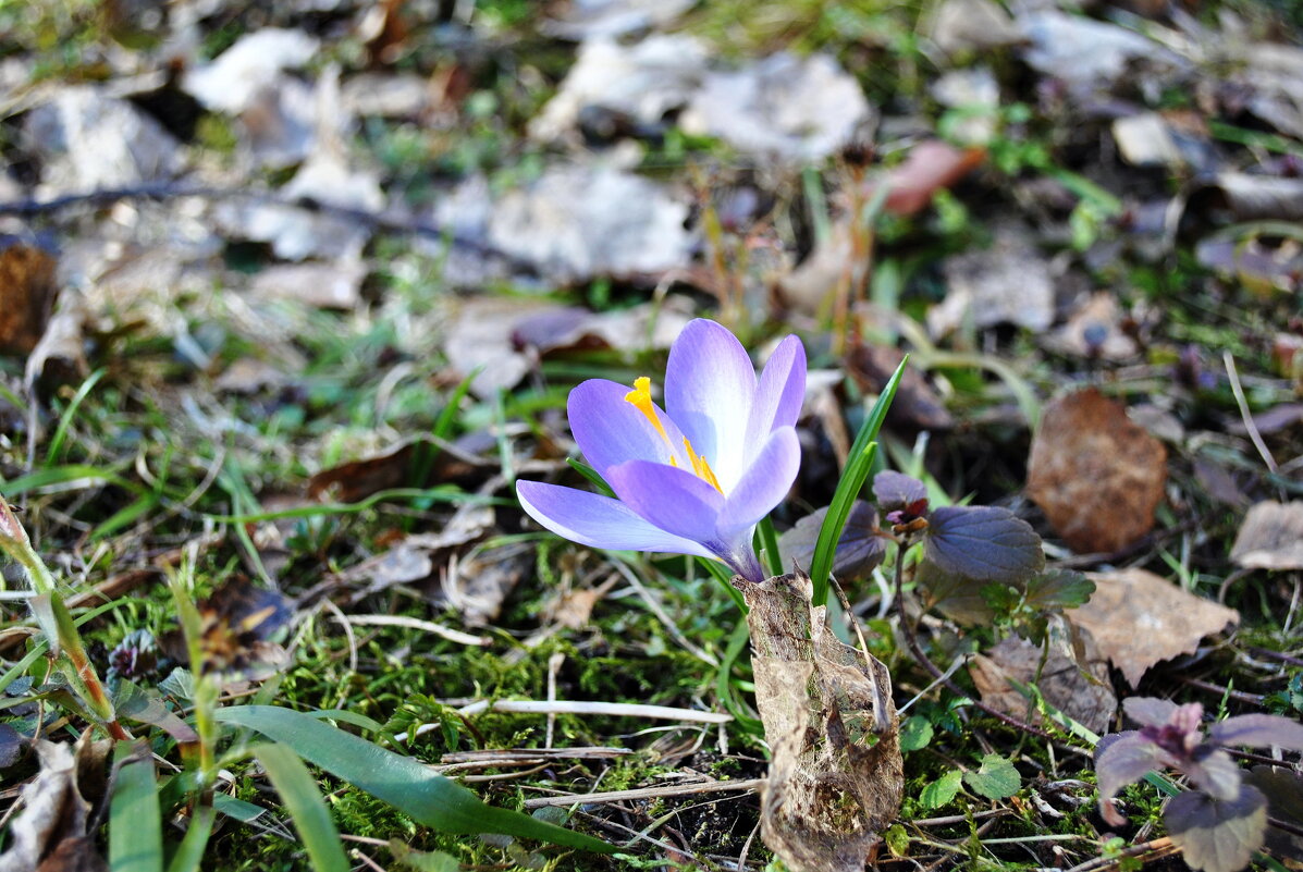 Первый - AleksSPb Лесниченко Первый - AleksSPb Лесниченко