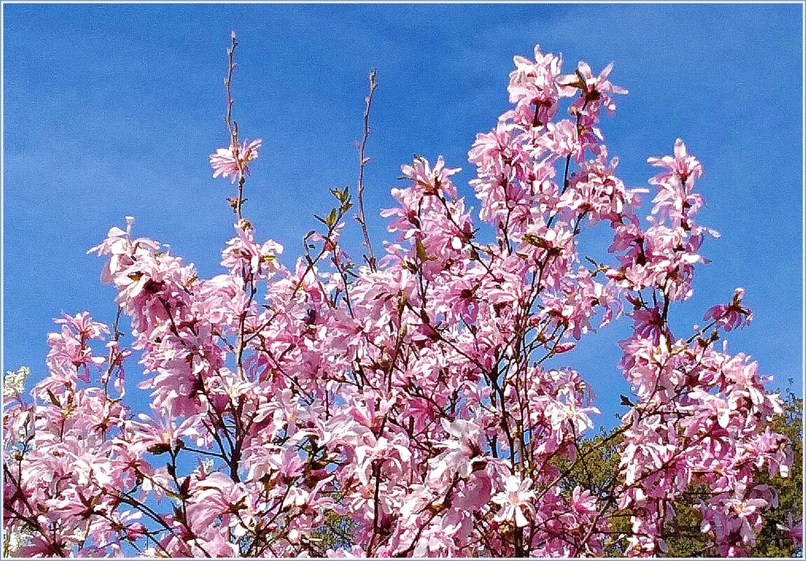 Магнолия звёздчатая розовая. - Валерия Комова
