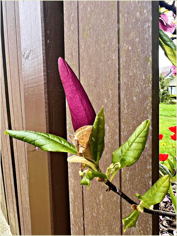 Бутон магнолии. - Валерия Комова Бутон магнолии. - Валерия Комова