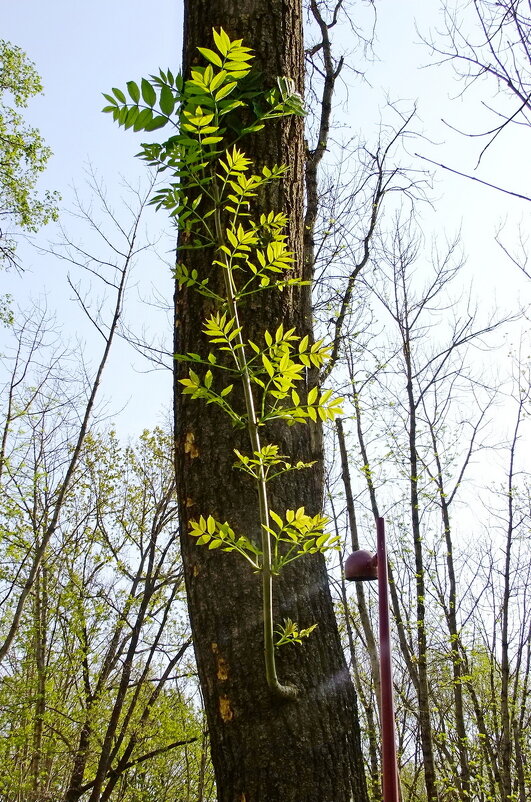 Новая ветка - Фёдор Меркурьев Новая ветка - Фёдор Меркурьев