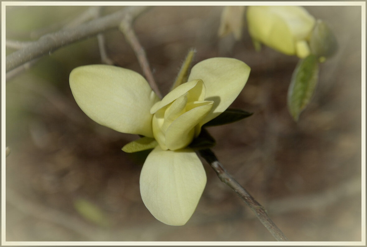 ...с магнолией.. - Aleksandr Gal ...с магнолией.. - Aleksandr Gal
