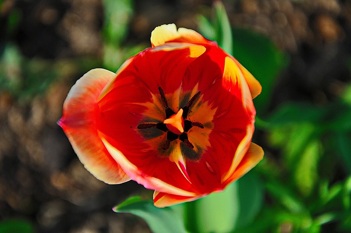 Тюльпан. - Михаил Колосов 