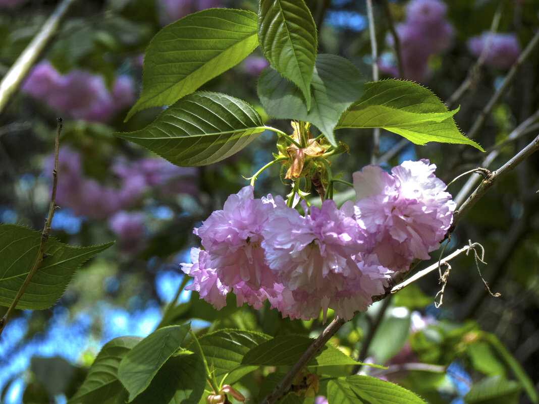 Сакура - Валентин Семчишин Сакура - Валентин Семчишин