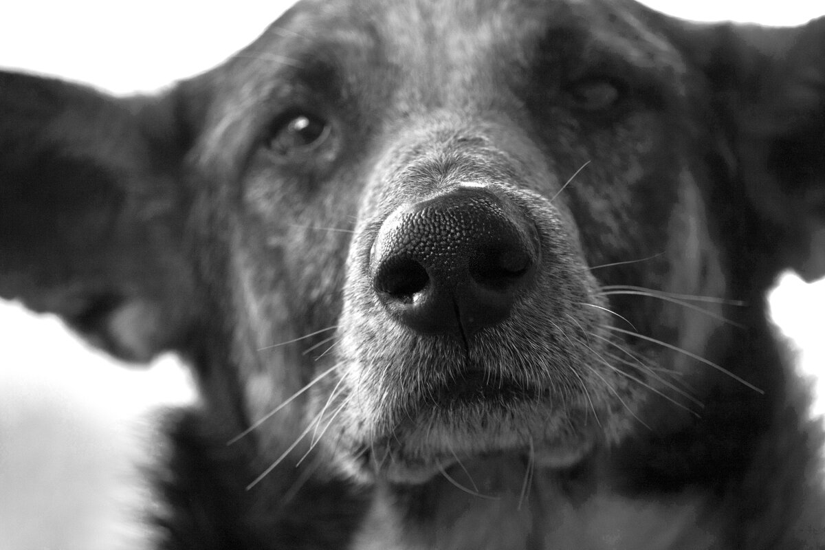 Добрый пёс - Геннадий Валеев Добрый пёс - Геннадий Валеев