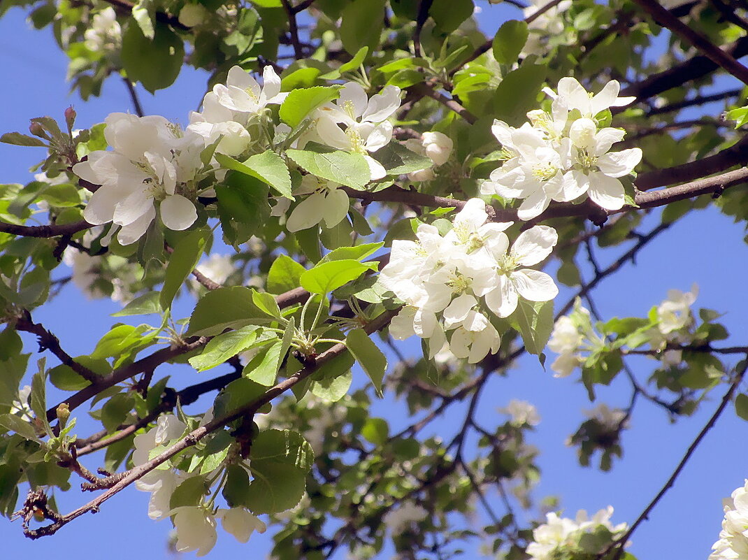 Яблоня в цвету - весны рожденье - Ольга Довженко
