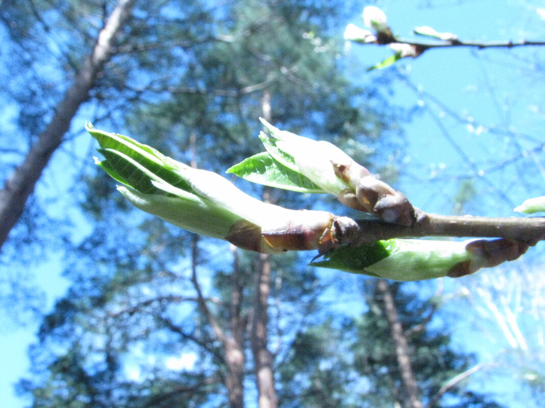 Начало - Геннадий 