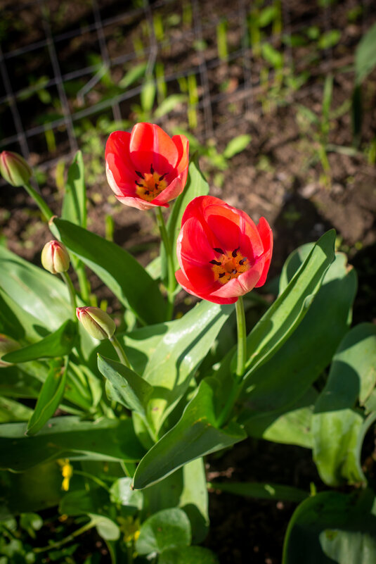 Буйство - Ольга Некрасова