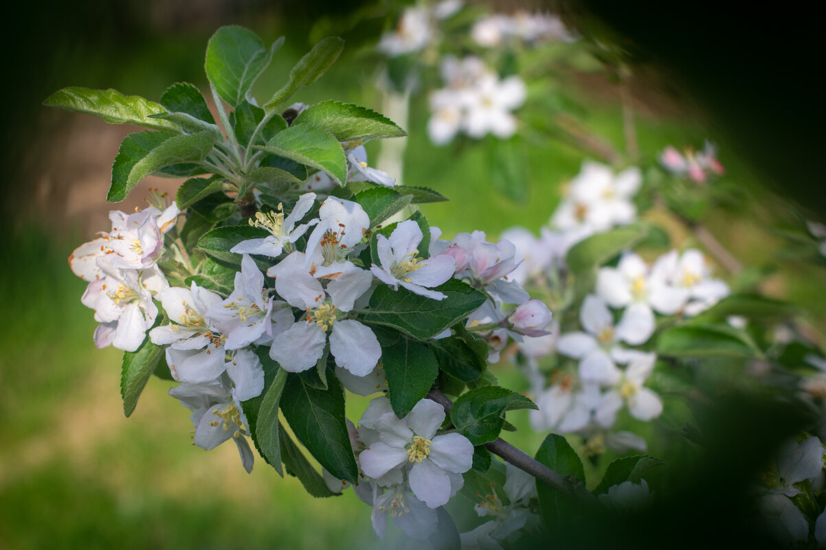 Яблочки... - Ольга Некрасова