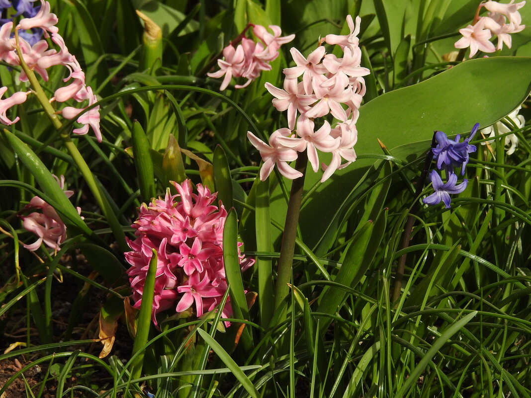 весна - ИННА ПОРОХОВА весна - ИННА ПОРОХОВА