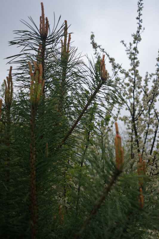 Молодые шишки - sorovey Sol