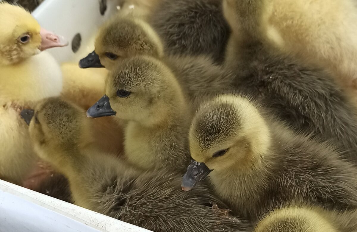 Гусята и утята - Gen Vel Гусята и утята - Gen Vel