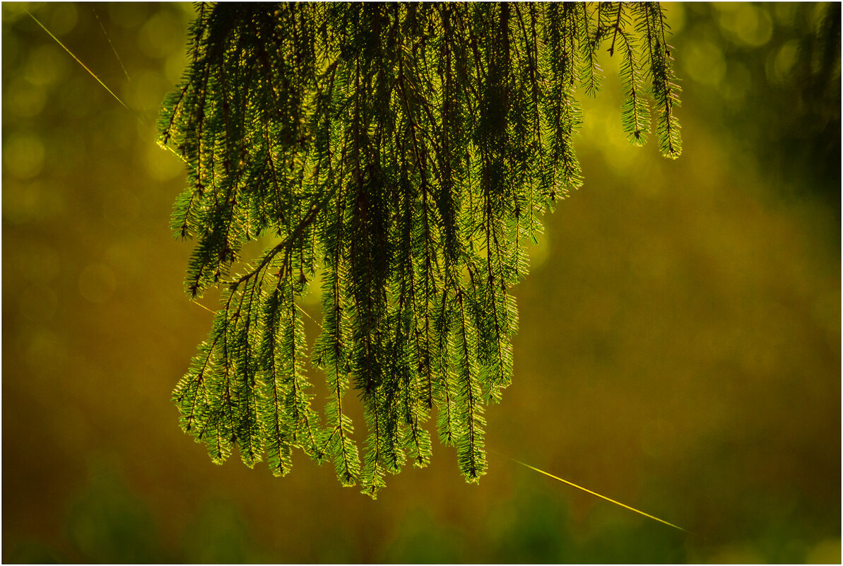 Весенний свет - Валентин Котляров Весенний свет - Валентин Котляров