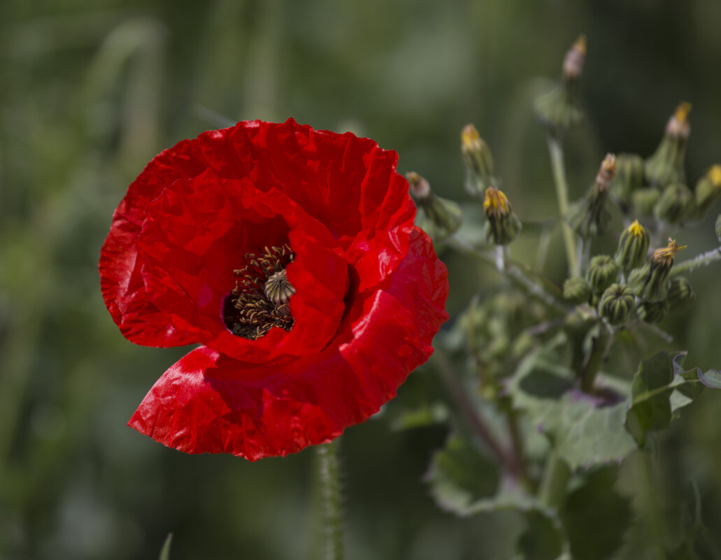 Маки - Светлана Тихонина Маки - Светлана Тихонина