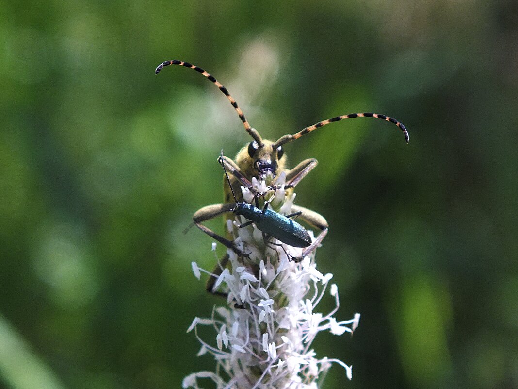 ** - Зоя Мишина ** - Зоя Мишина