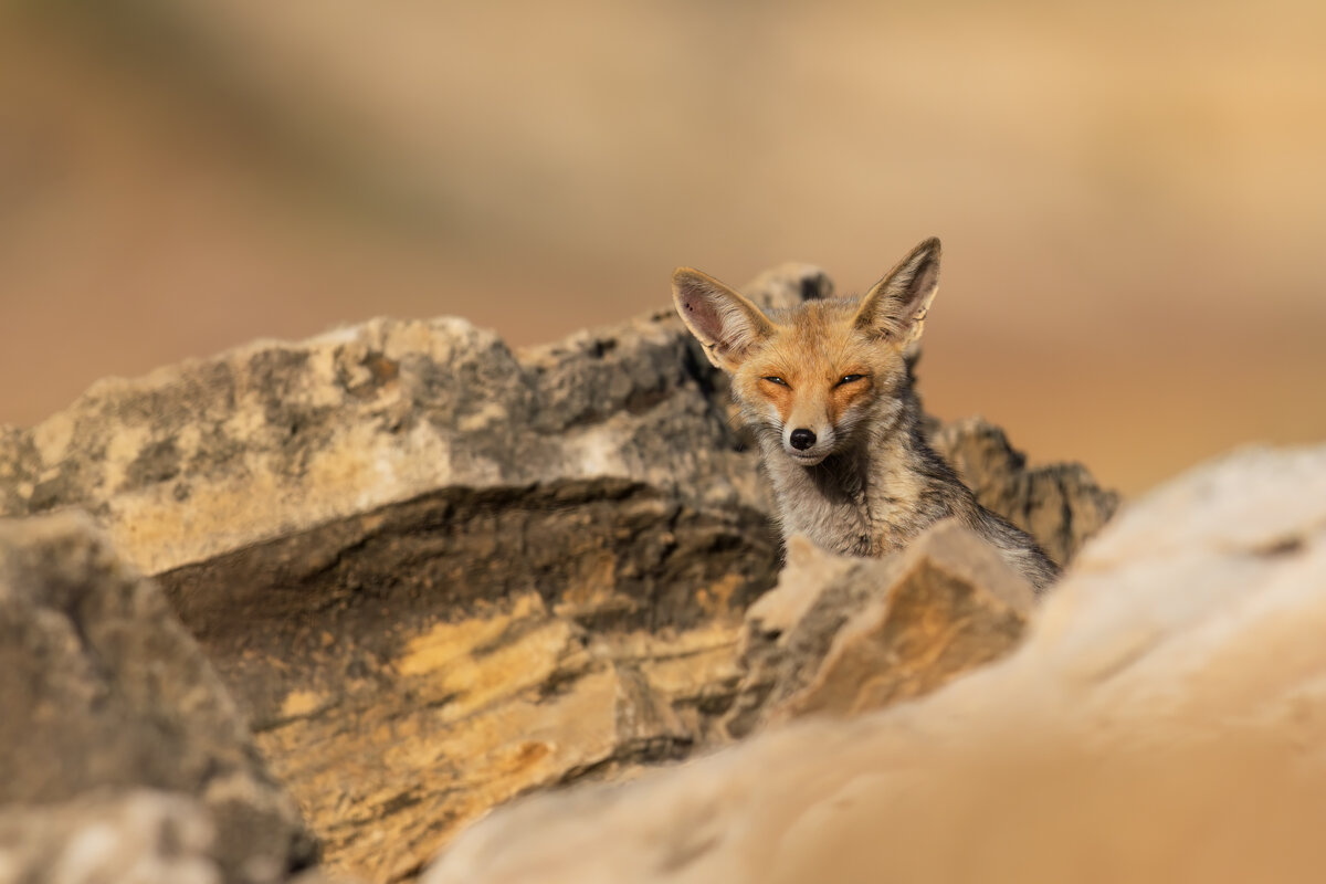 *** - Евгений Фруман *** - Евгений Фруман