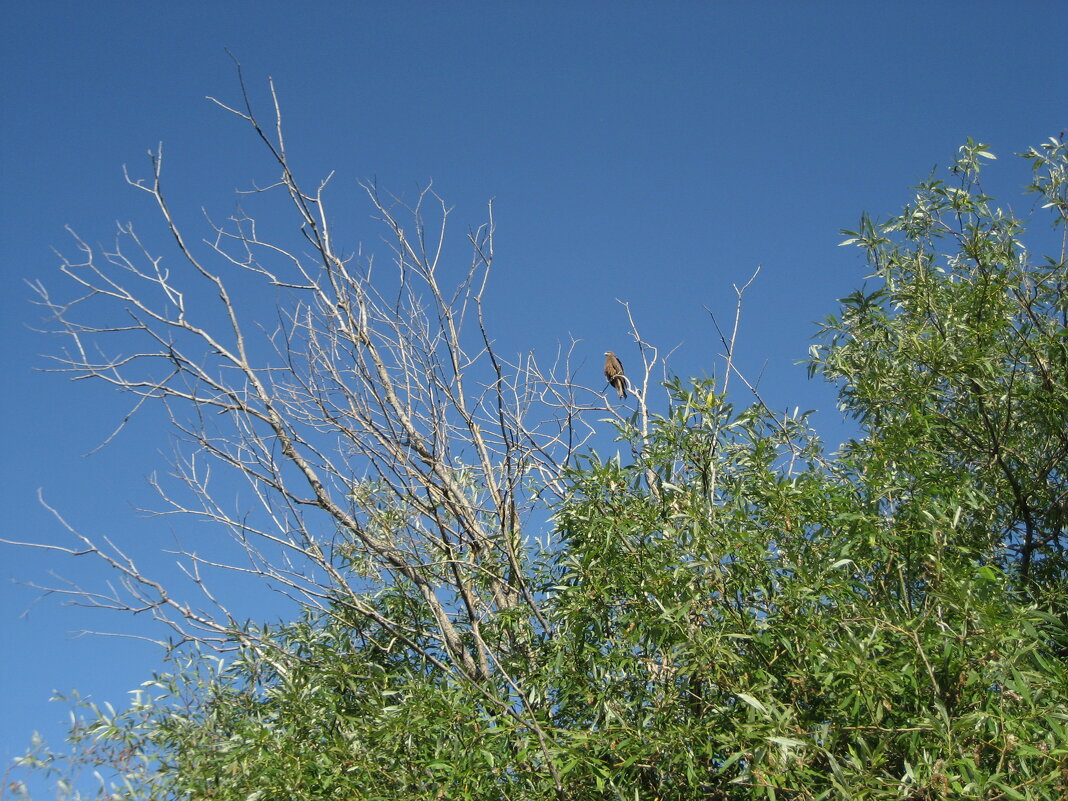 Коршун - Anna Ivanova