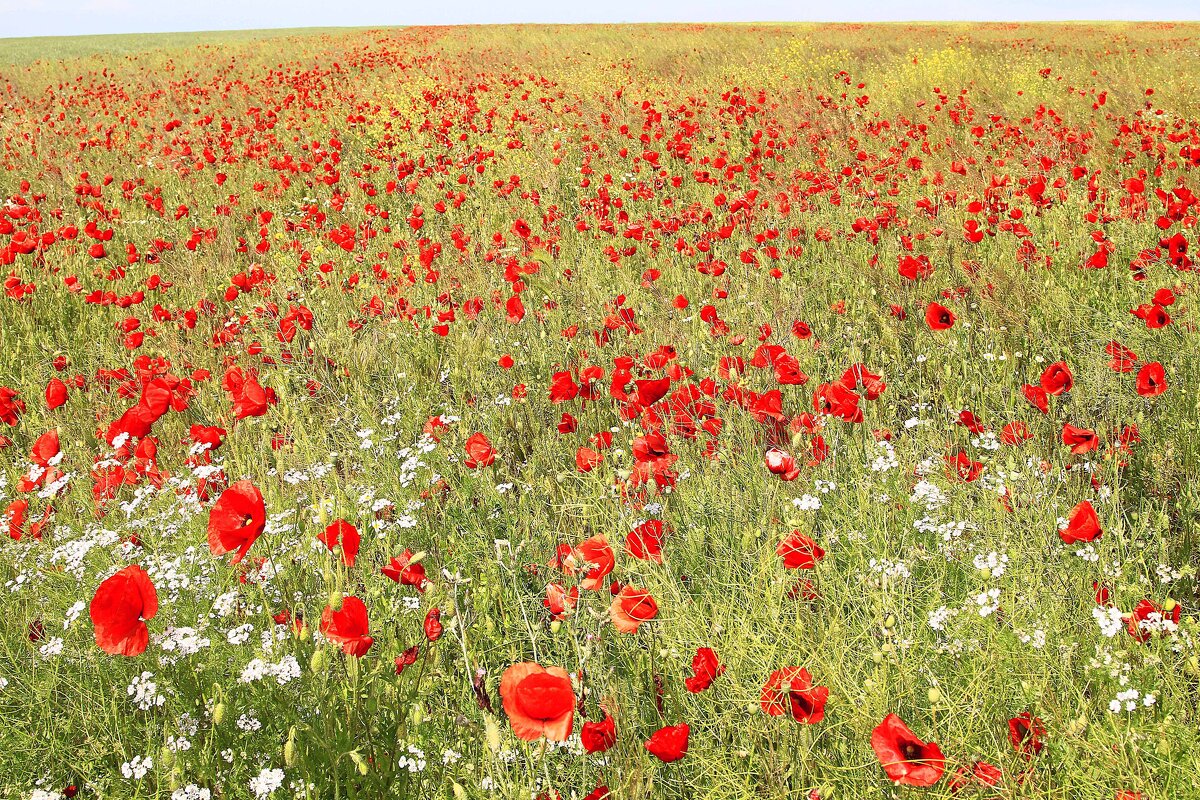 Маки до горизонта - Геннадий Валеев Маки до горизонта - Геннадий Валеев