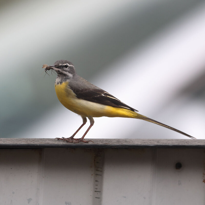 *** - владимир 