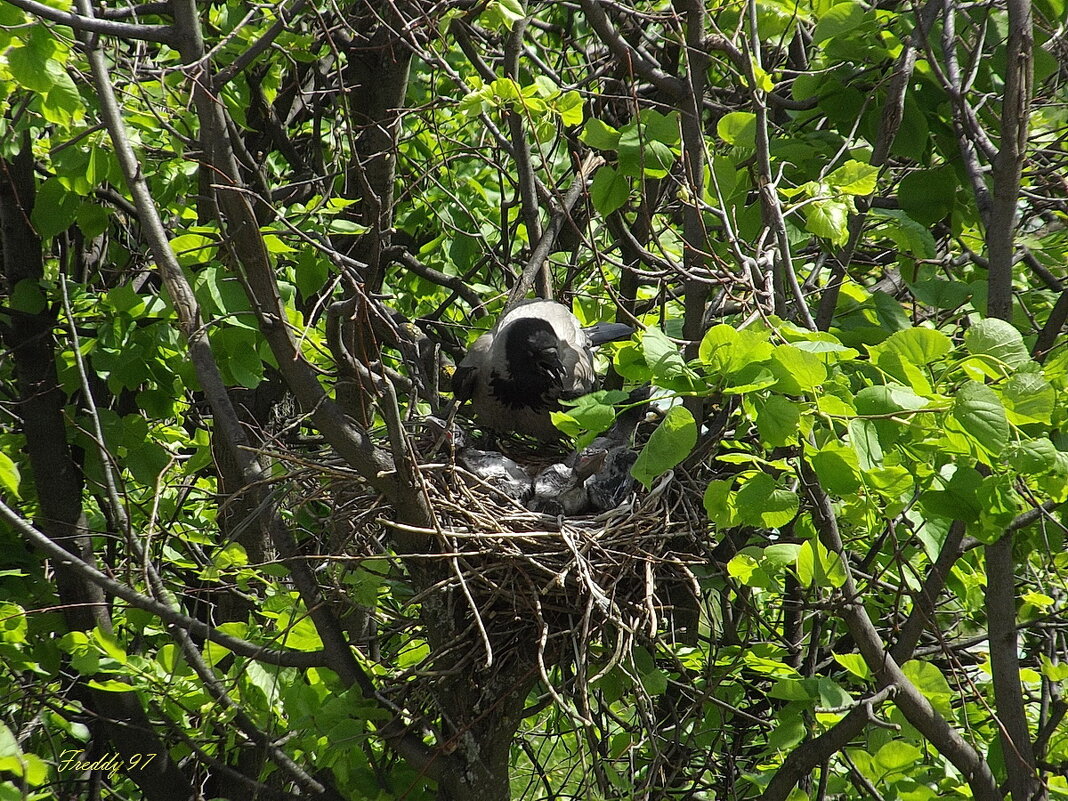 Заботливая мама - Freddy 97