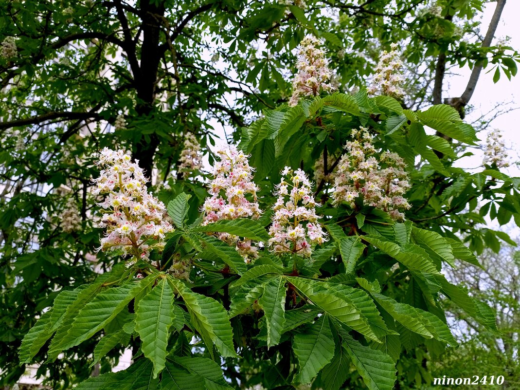 Каштан - Нина Бутко Каштан - Нина Бутко