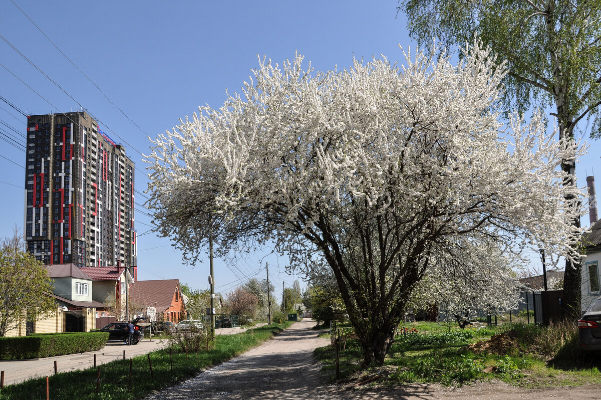 Быстро понеслась пора цветения... - Татьяна Машошина Быстро понеслась пора цветения... - Татьяна Машошина