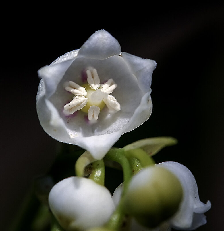 Сердце ландыша - Андроник Александр 