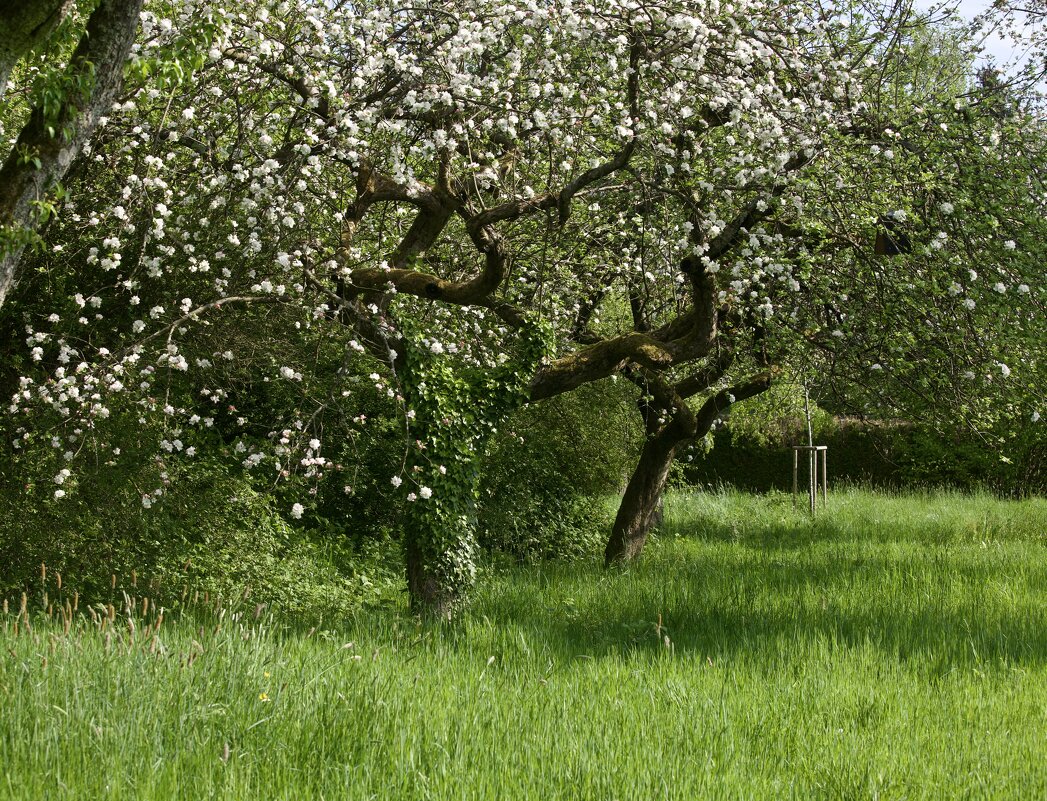 Цветущий сад. - Lucy Schneider 