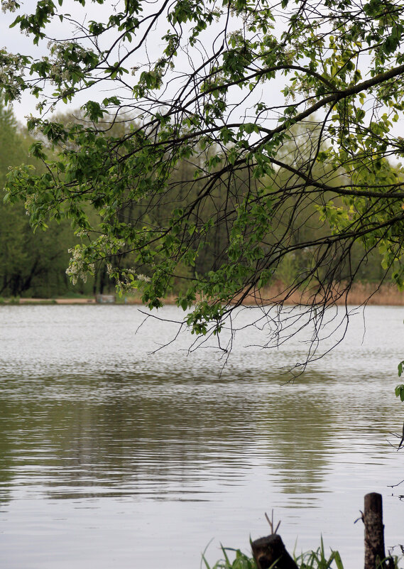 У озера - Roman stories - У озера - Roman stories -