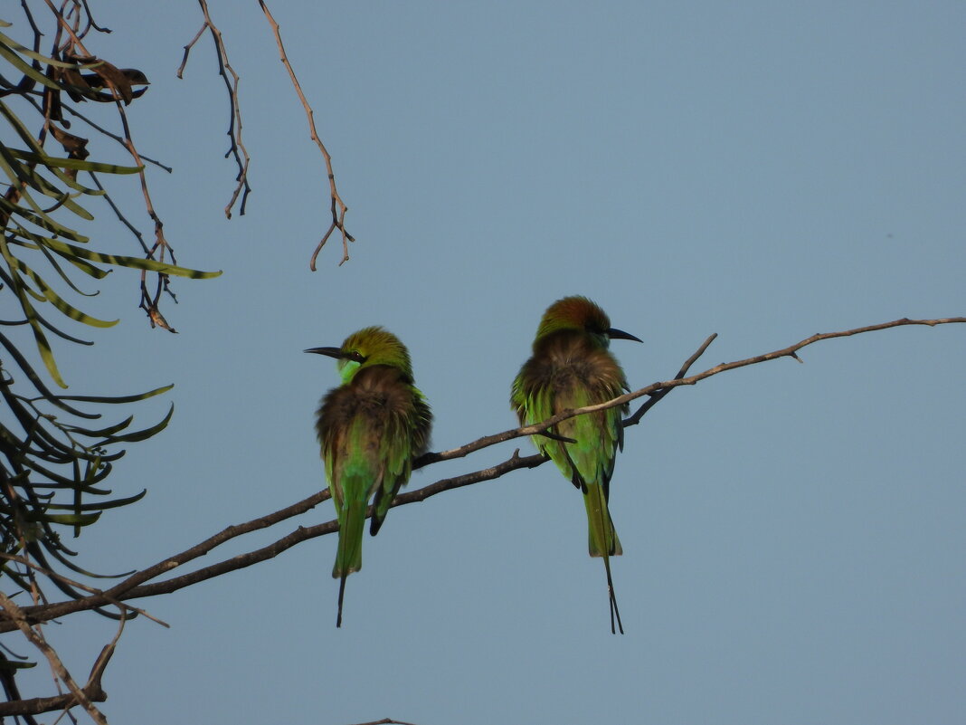 Щ - Конрад Карлович Михельсон Щ - Конрад Карлович Михельсон