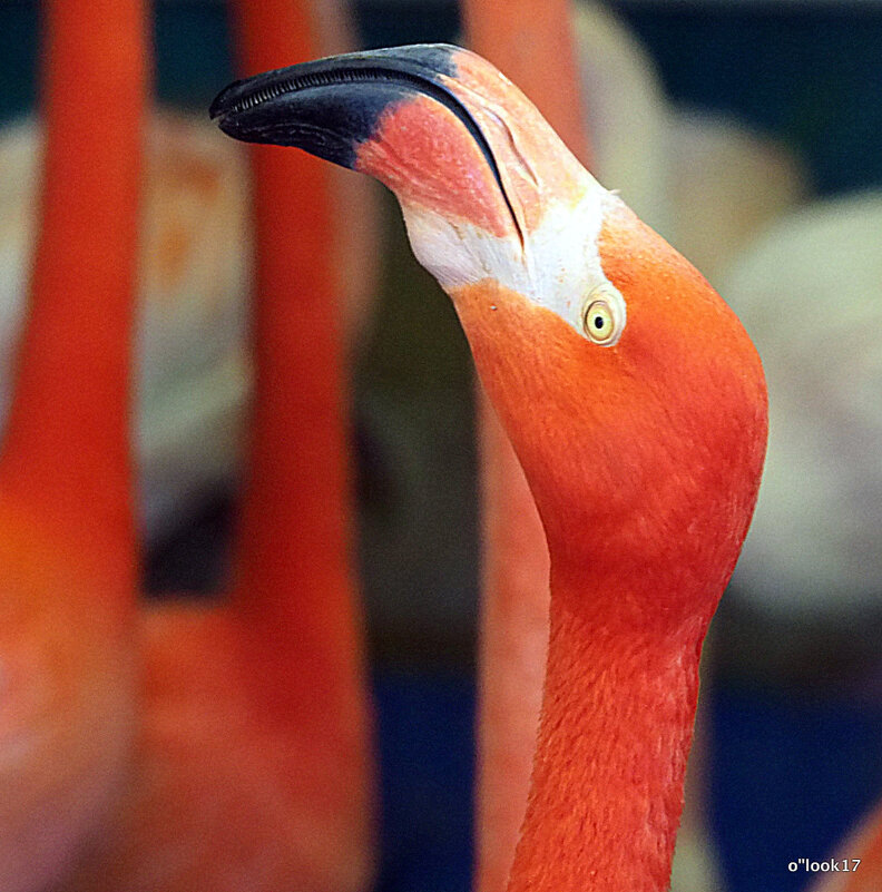кто самый красивый - Олег Лукьянов кто самый красивый - Олег Лукьянов