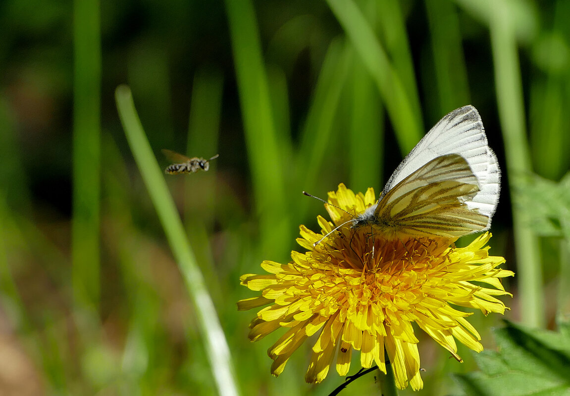 бабочки, снятые 2 мая 2 - Александр Прокудин бабочки, снятые 2 мая 2 - Александр Прокудин