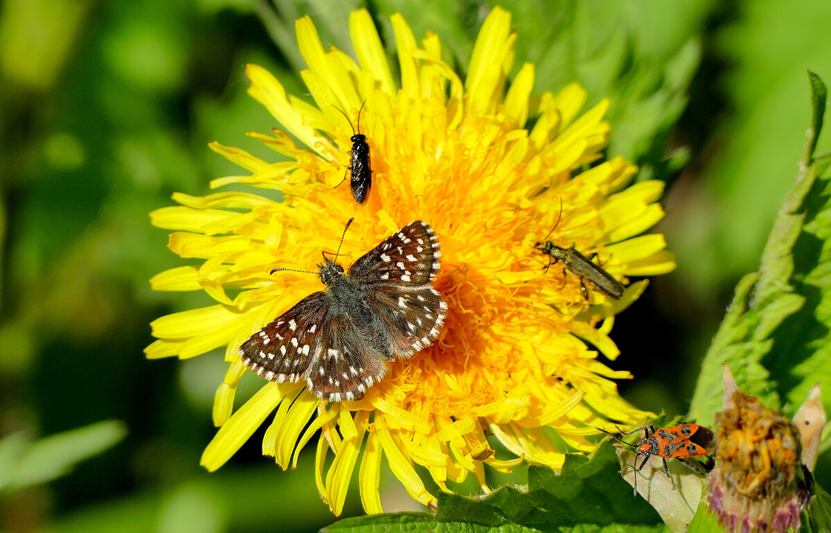 бабочки, снятые 2 мая 4 - Александр Прокудин бабочки, снятые 2 мая 4 - Александр Прокудин