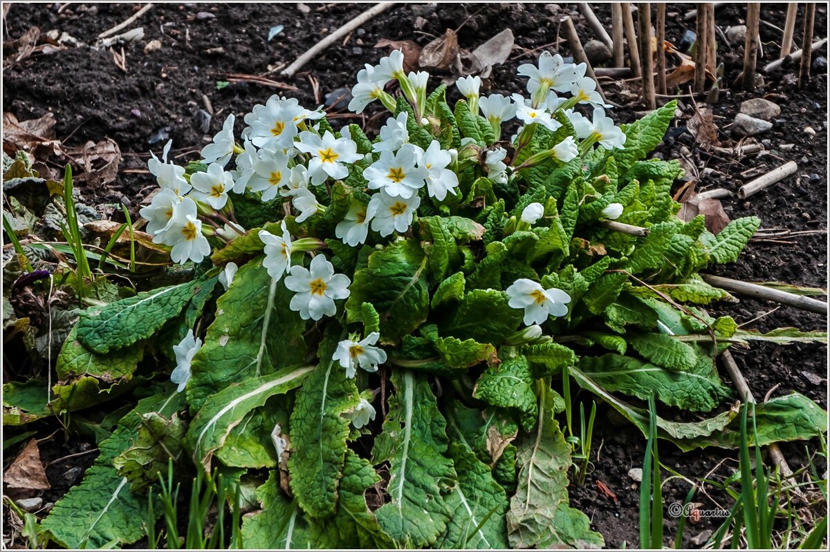 Нежаркий май - Aquarius - Сергей Нежаркий май - Aquarius - Сергей