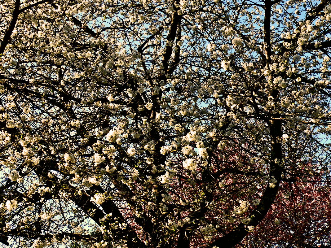 Весенние зарисовки 113 - Алексей Кузнецов