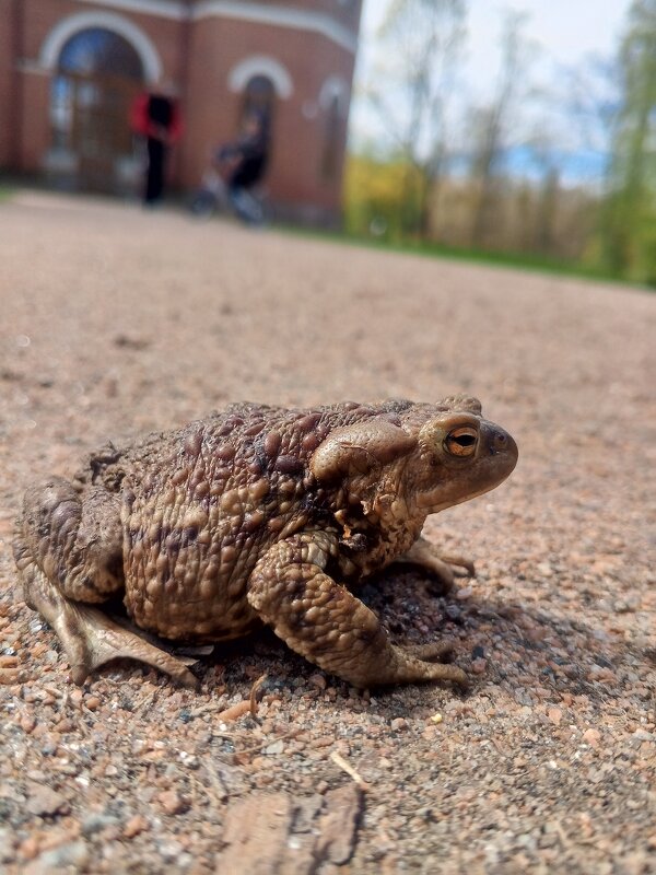 Жаба - Сапсан 