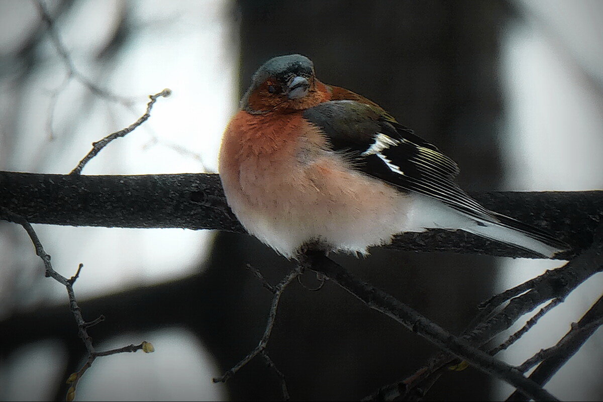 Зяблик в парке... - Владимир Шошин Зяблик в парке... - Владимир Шошин
