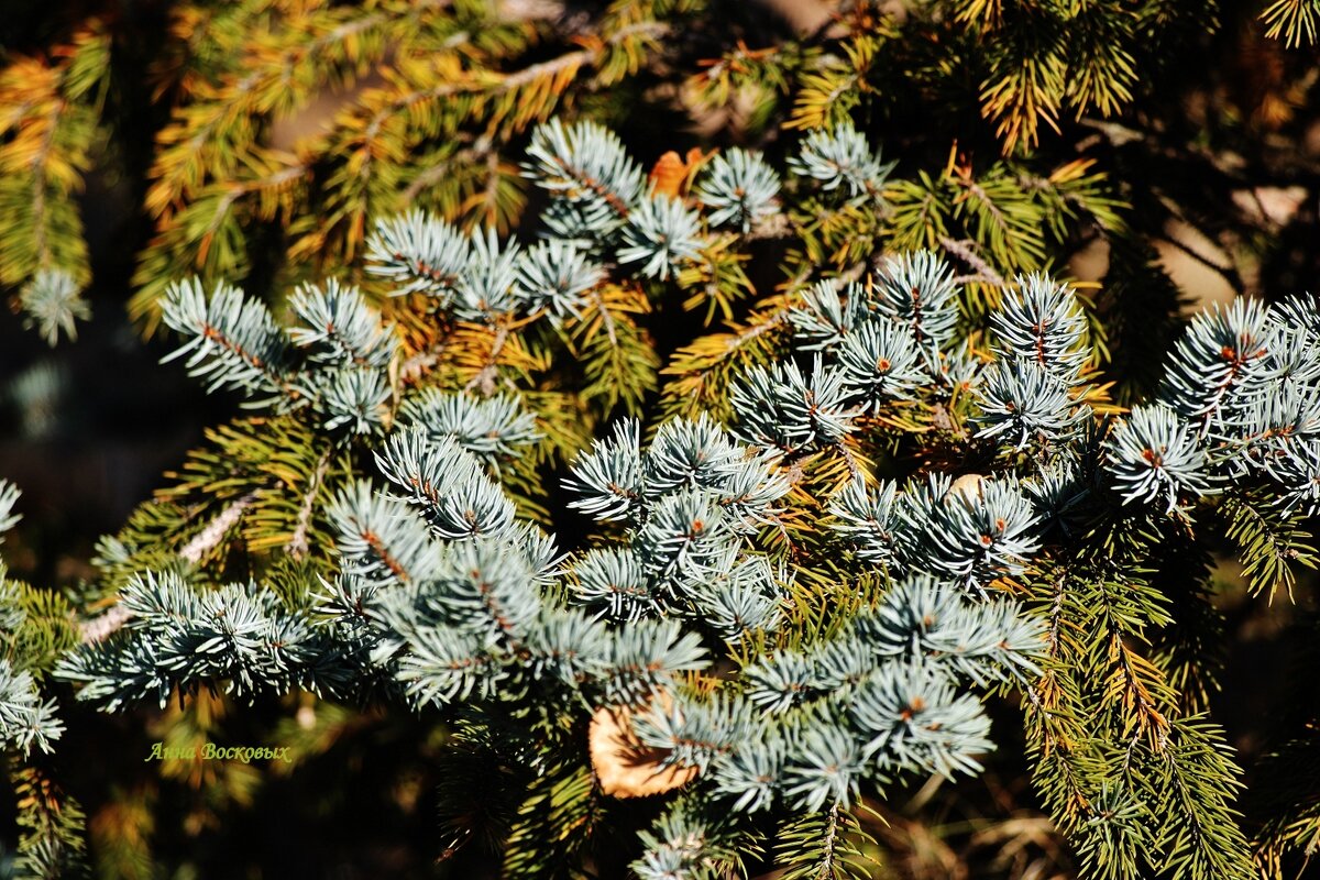 Молодые и зелёные! - Восковых Анна Васильевна Молодые и зелёные! - Восковых Анна Васильевна
