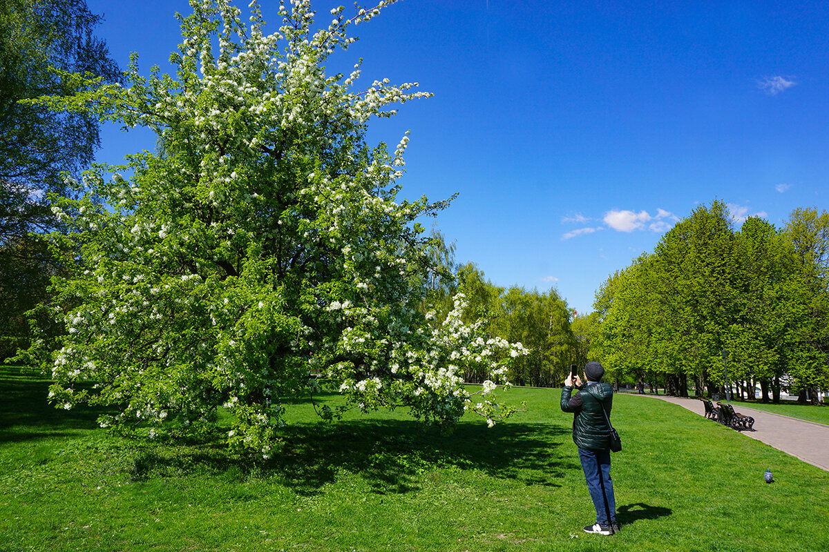 Весны цветение - Ольга 