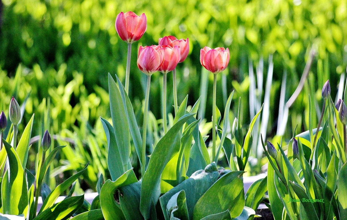 Тюльпаны. - Восковых Анна Васильевна Тюльпаны. - Восковых Анна Васильевна